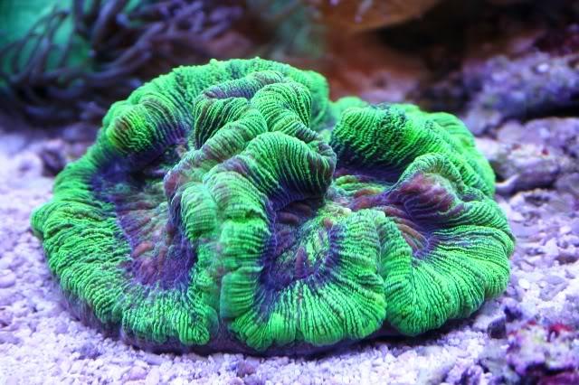 Folded Brain Coral / Trachyphyllia radiata 76