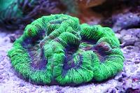 Folded Brain Coral Thumbnail