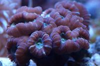 Colored Trumpet Coral Thumbnail