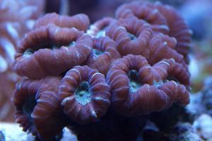 Colored Trumpet Coral