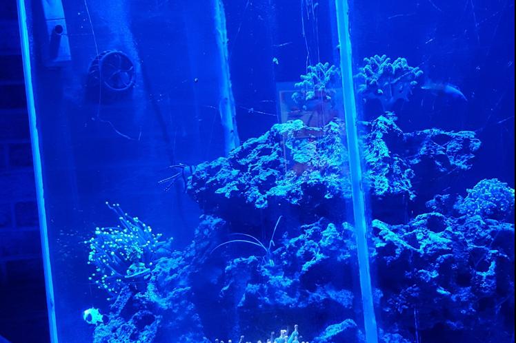 GJL Reef Tank Thumbnail