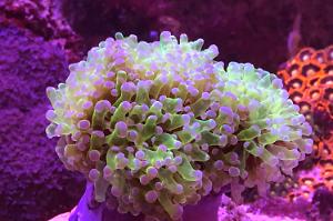 Frogspawn Coral - Branched Thumbnail