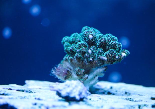 Green Pocillopora