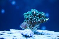 Green Pocillopora Thumbnail