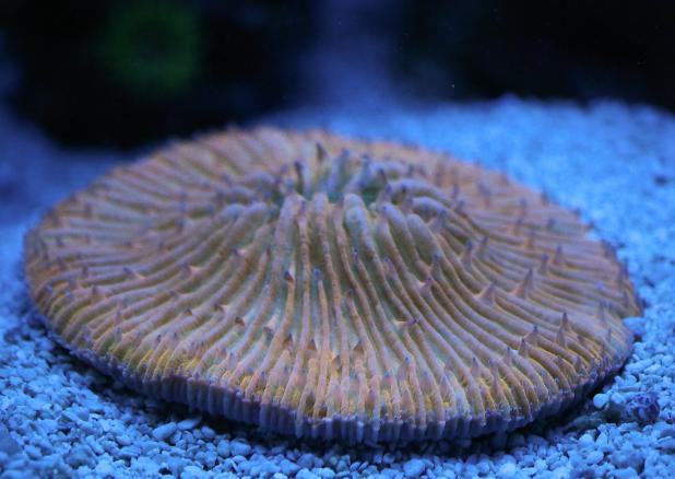 Orange Short Tentacle Plate Coral