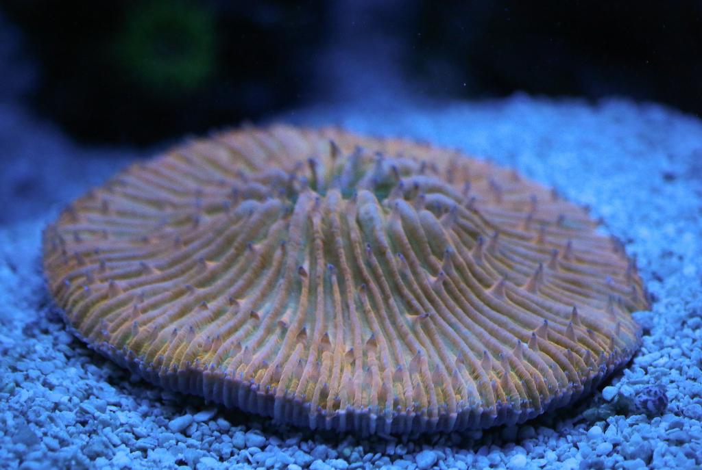 Orange Short Tentacle Plate Coral