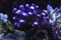 Purple Stylophora Thumbnail