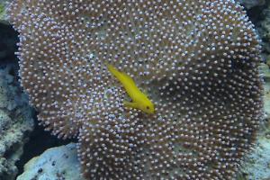 Clown Goby's Favorite Perch