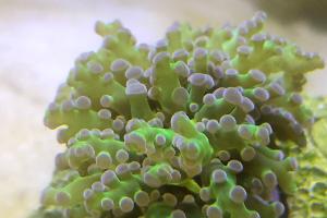 Frogspawn Thumbnail