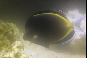 Powder Brown Tang Thumbnail