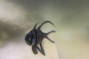 Banggai Cardinalfish Thumbnail