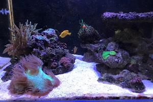 LM Reef tank Thumbnail