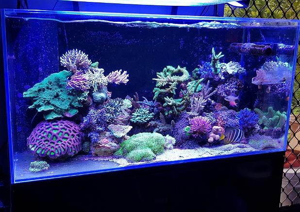 Fugs' Mini Reef 160 on February 22, 2018