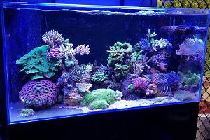 Fugs' Mini Reef 160 Thumbnail