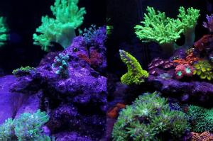 Red Sea Reefer 170  Thumbnail