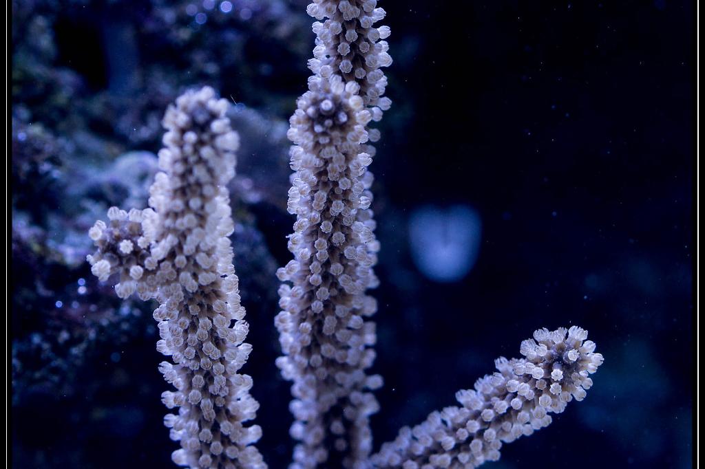 Black Candelabra Gorgonian / Plexaura homomalla 8