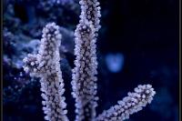 Black Candelabra Gorgonian Thumbnail