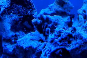 Miyagi Tort Coral Thumbnail