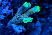 Kryptonite Candy Cane Coral Thumbnail