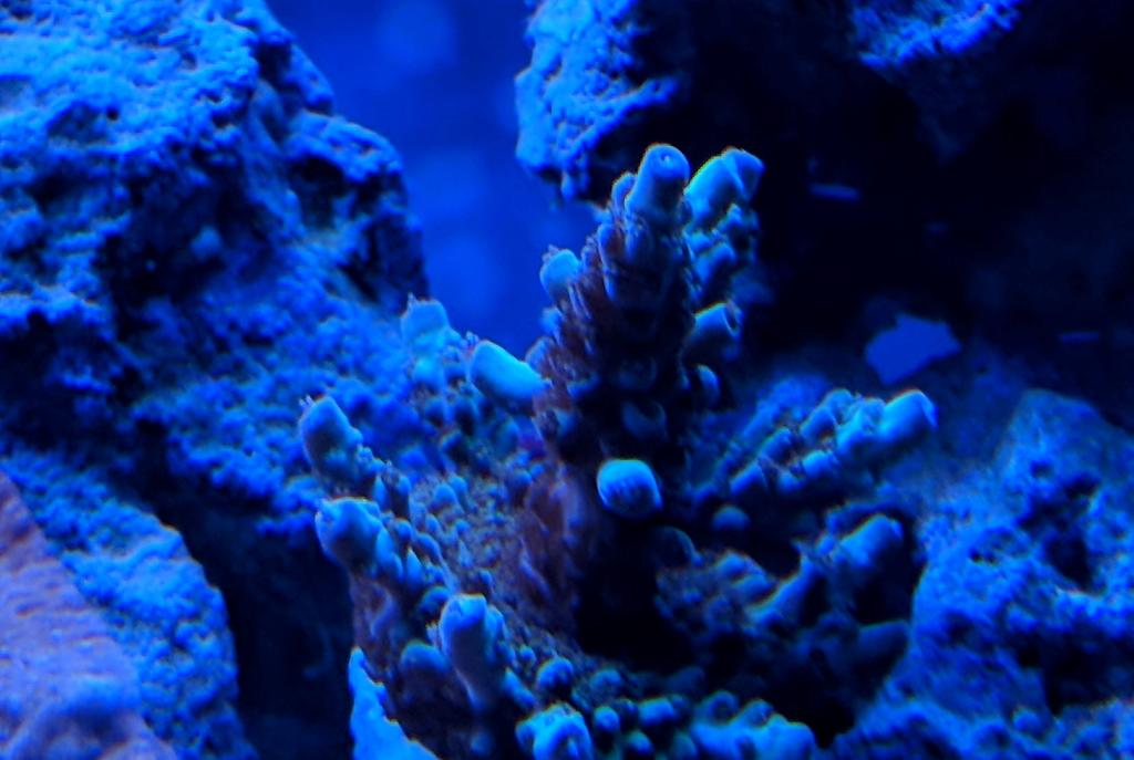 No Name Acropora