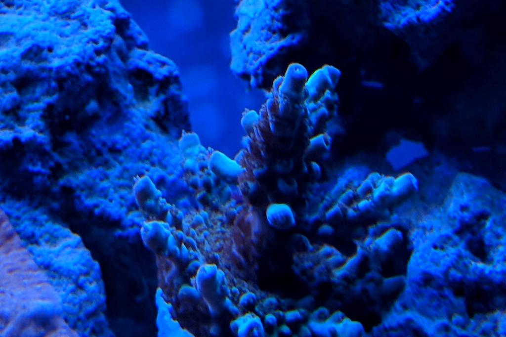 Acropora Aculeus / Acropora aculeus 56