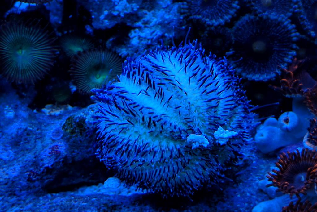 Purple Short Spine Pincushion Urchin