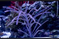 Purple Tree Gorgonian Thumbnail