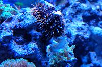 Halloween Urchin Thumbnail