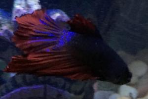 Betta Thumbnail