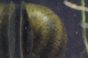 Nerite Snail Thumbnail