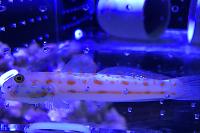 Orangespotted Sifter Goby Thumbnail