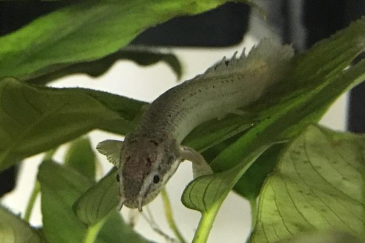 Cuvier Bichir / Polypterus senegalus 18