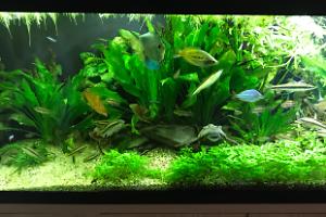 My Aquarium on Feb 25, 2018