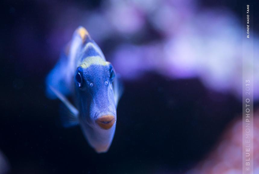 Blonde Naso Tang - Pucker up, baby!