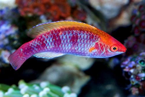 Multicolor Lubbock's Fairy Wrasse / Cirrhilabrus lubbocki 90