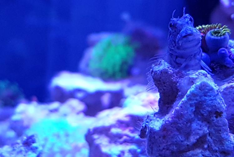 Lawnmower Blenny