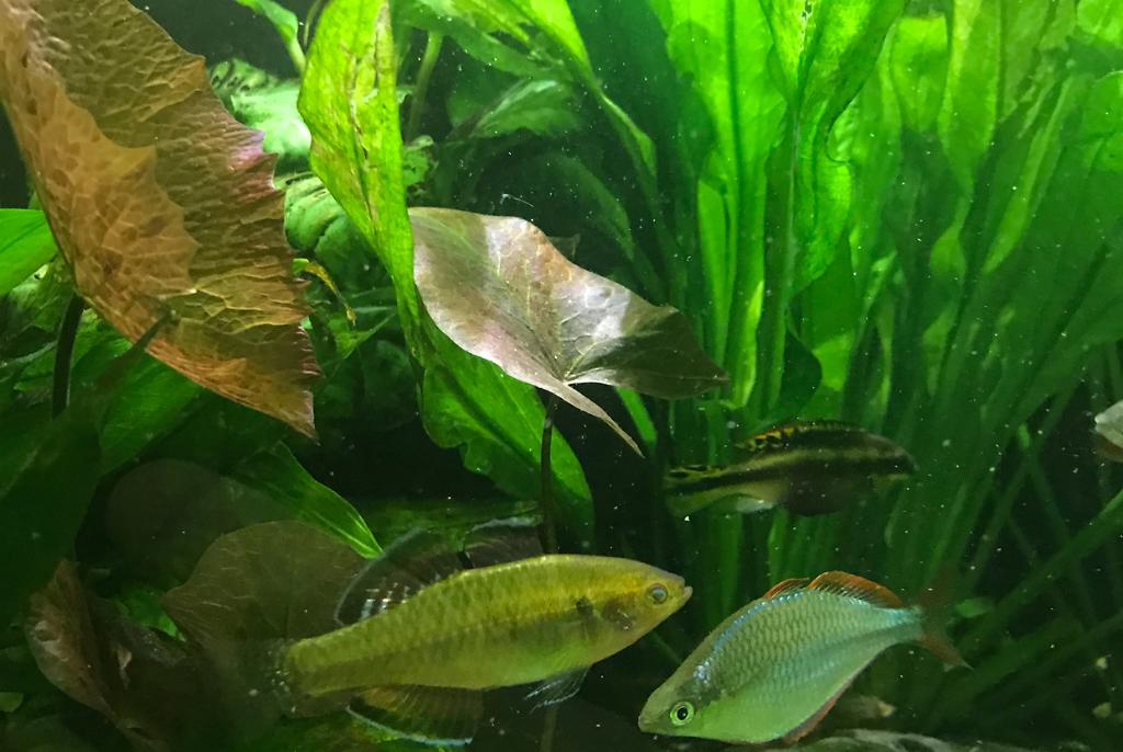 My Aquarium on Feb 28, 2018