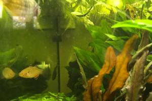 My Aquarium on Mar 3, 2018