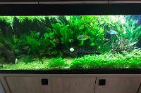 My Aquarium on Mar 3, 2018