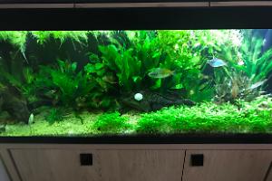 My Aquarium on Mar 3, 2018