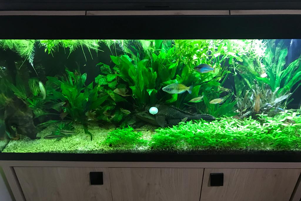 My Aquarium on Mar 3, 2018