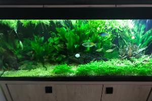 My Aquarium on Mar 3, 2018