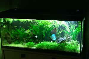 My Aquarium on Mar 4, 2018