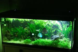 My Aquarium on Mar 4, 2018