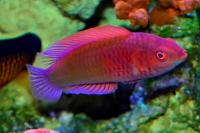 Red Velvet Fairy Wrasse - Male Thumbnail