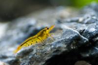 Tangerine Tiger Shrimp