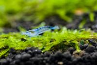 Blue Rili Shrimp