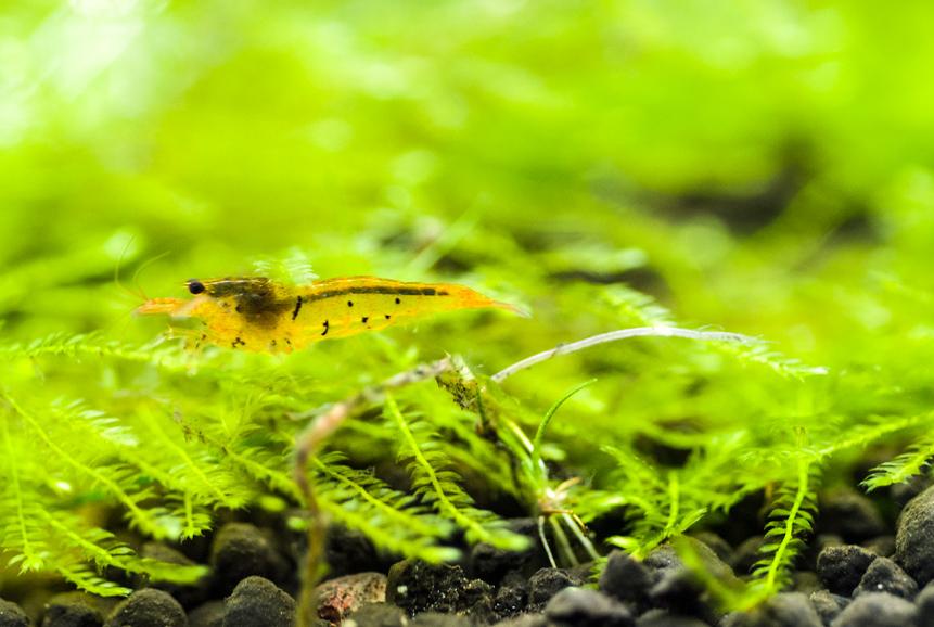 Tangerine Tiger Shrimp