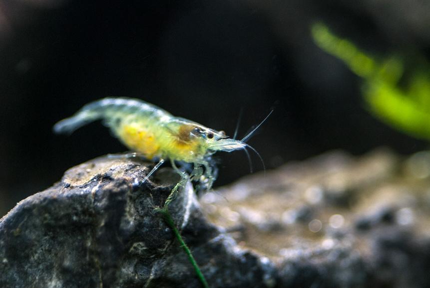 Blue Rili Shrimp