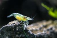 Blue Rili Shrimp Thumbnail